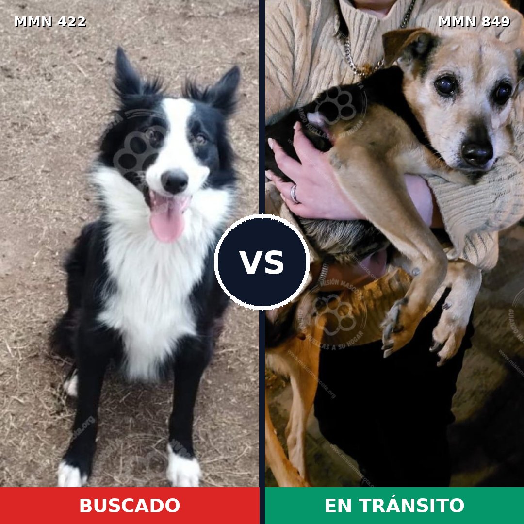Comparativa MMS 13449: mascota perdida y mascota encontrada, 43% de similitud