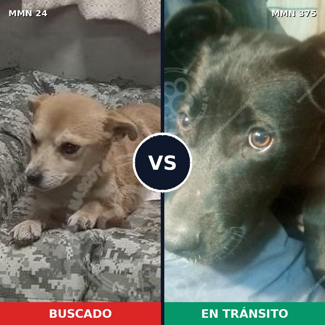 Comparativa MMS 1345: mascota perdida y mascota encontrada, 56% de similitud