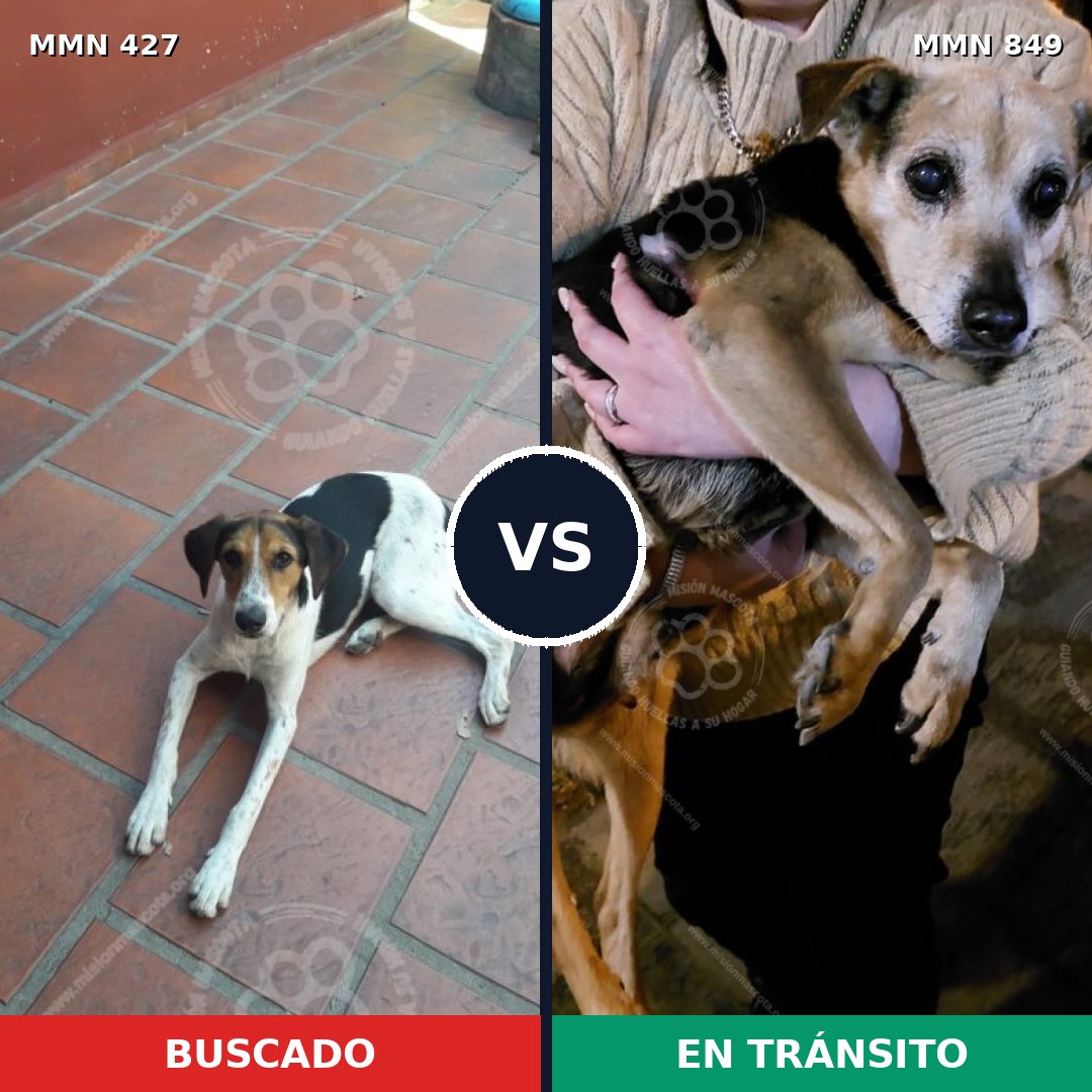 Comparativa MMS 13451: mascota perdida y mascota encontrada, 64% de similitud
