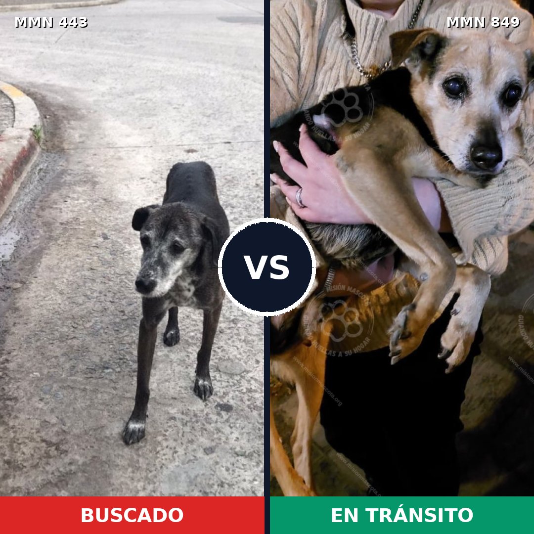 Comparativa MMS 13452: mascota perdida y mascota encontrada, 66% de similitud