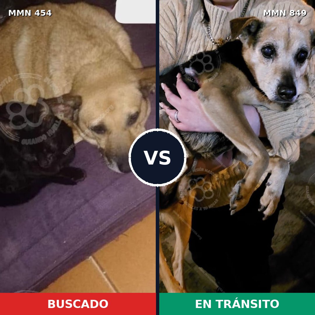 Comparativa MMS 13453: mascota perdida y mascota encontrada, 57% de similitud