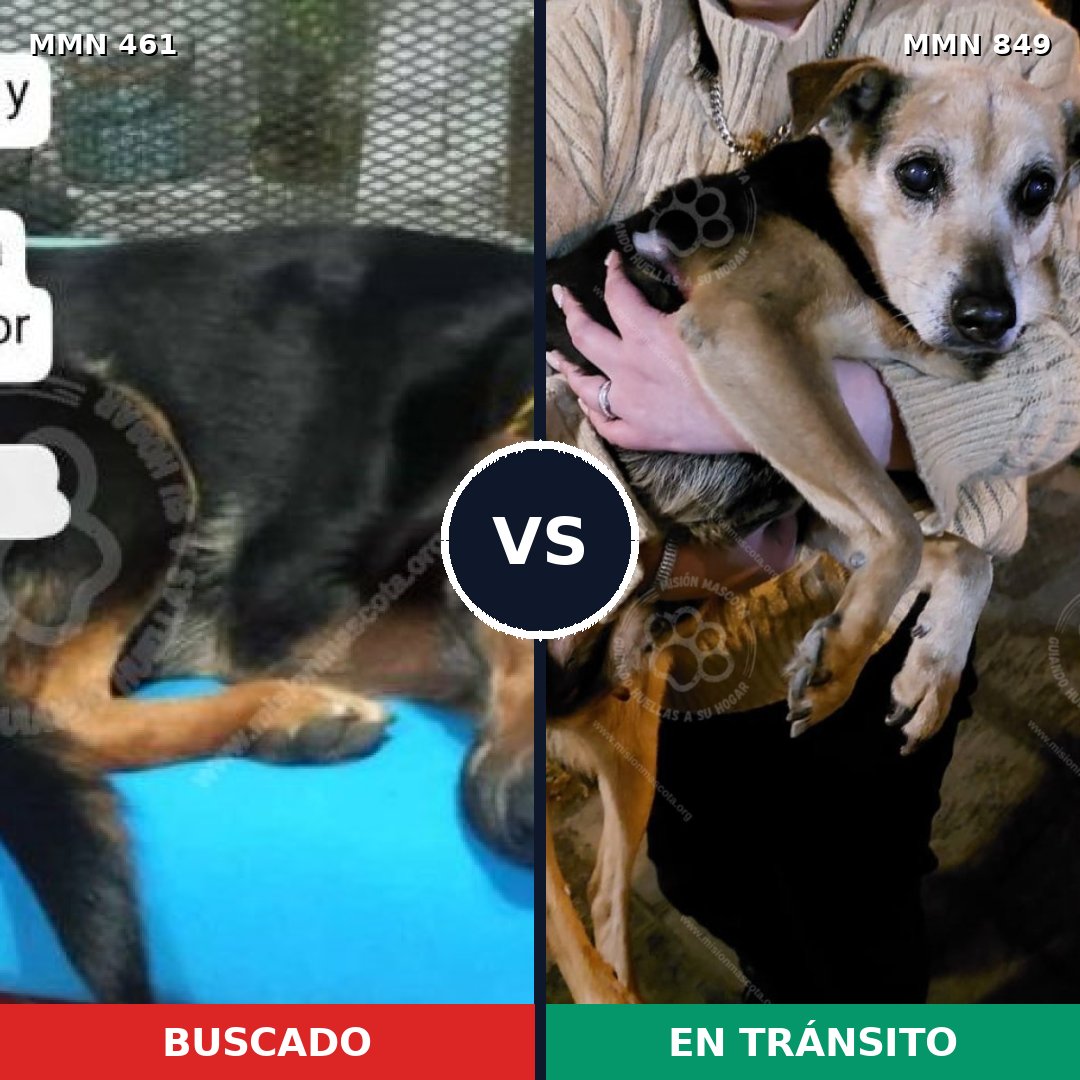 Comparativa MMS 13454: mascota perdida y mascota encontrada, 73% de similitud