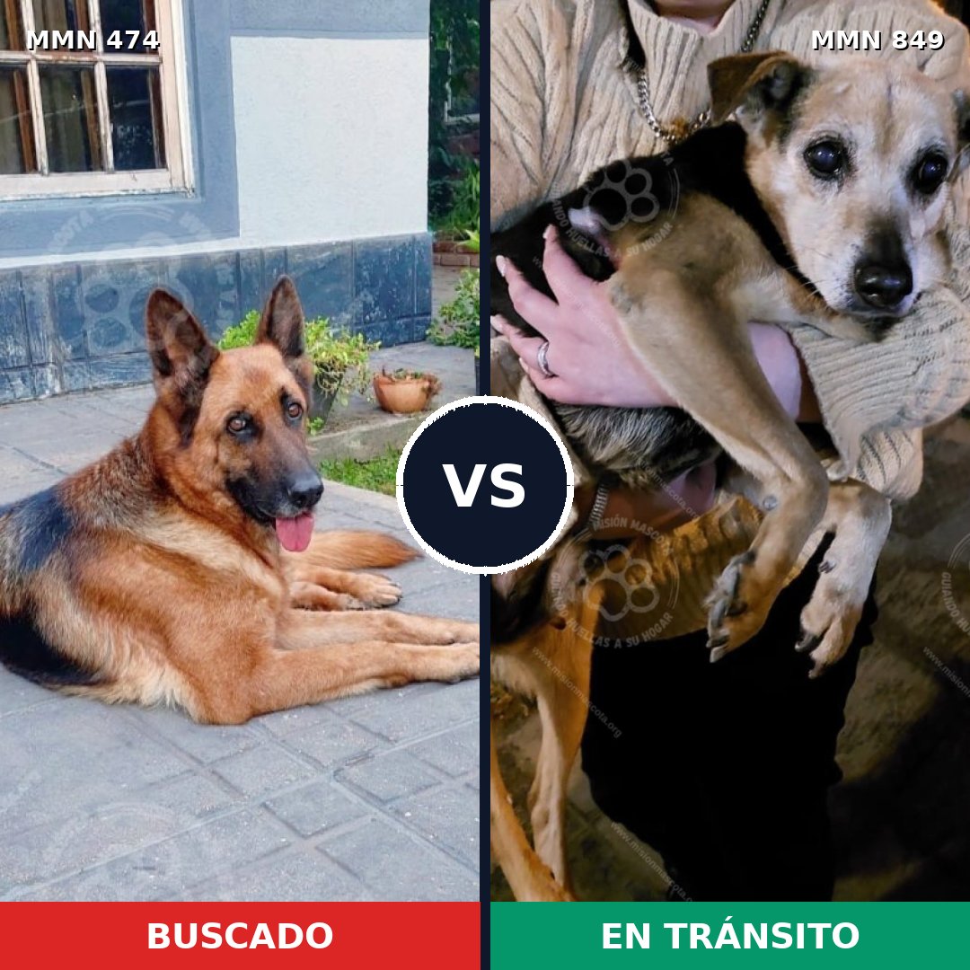 Comparativa MMS 13455: mascota perdida y mascota encontrada, 32% de similitud