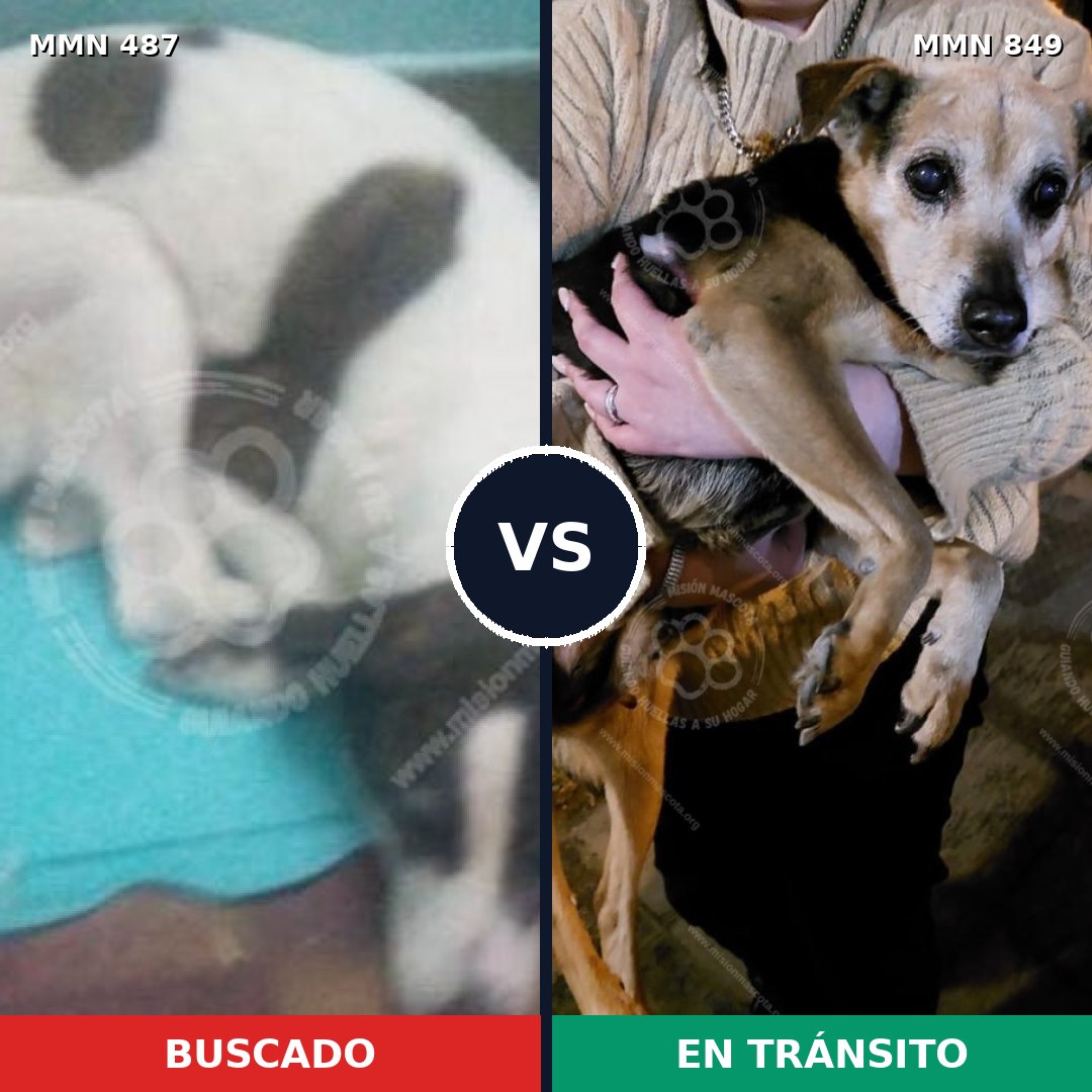 Comparativa MMS 13456: mascota perdida y mascota encontrada, 47% de similitud