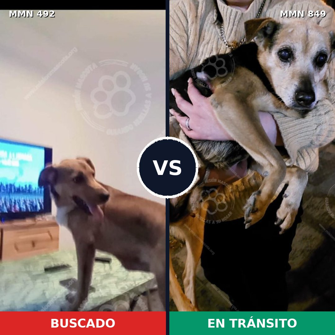 Comparativa MMS 13457: mascota perdida y mascota encontrada, 36% de similitud