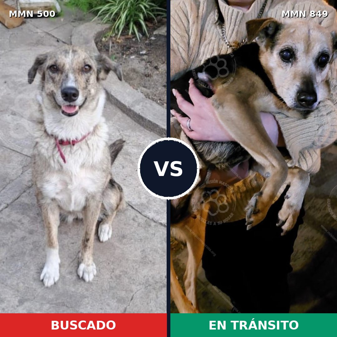 Comparativa MMS 13458: mascota perdida y mascota encontrada, 45% de similitud