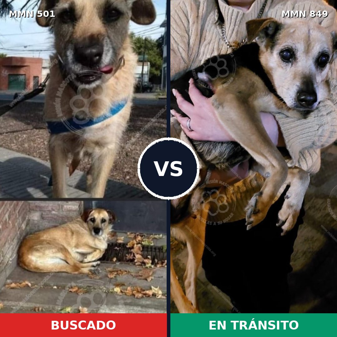 Comparativa MMS 13459: mascota perdida y mascota encontrada, 53% de similitud