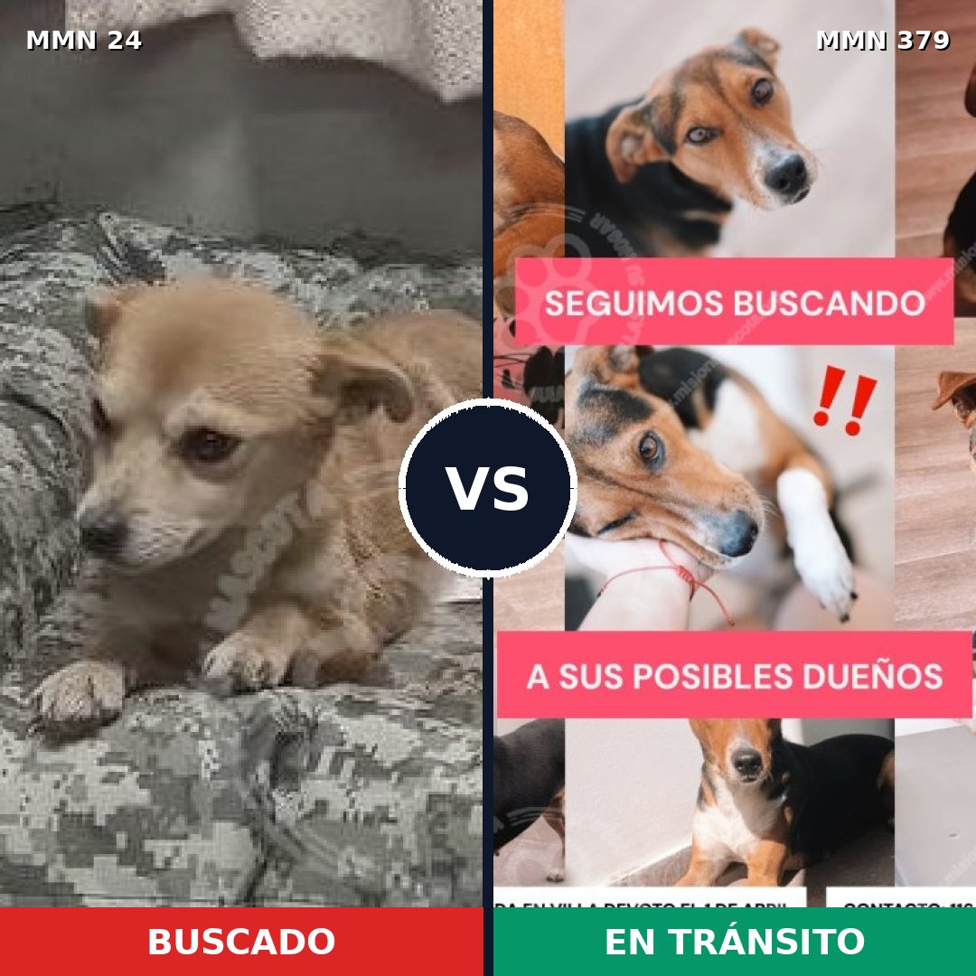 Comparativa MMS 1346: mascota perdida y mascota encontrada, 57% de similitud