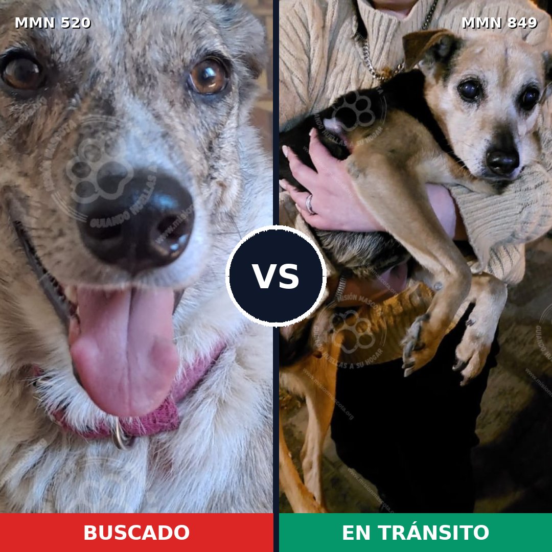 Comparativa MMS 13461: mascota perdida y mascota encontrada, 47% de similitud
