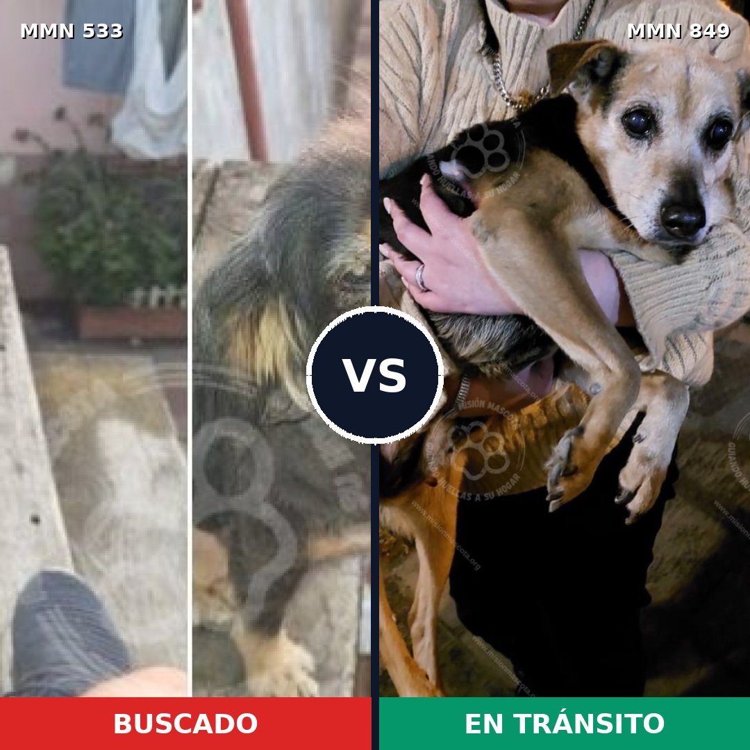 Comparativa MMS 13462: mascota perdida y mascota encontrada, 63% de similitud