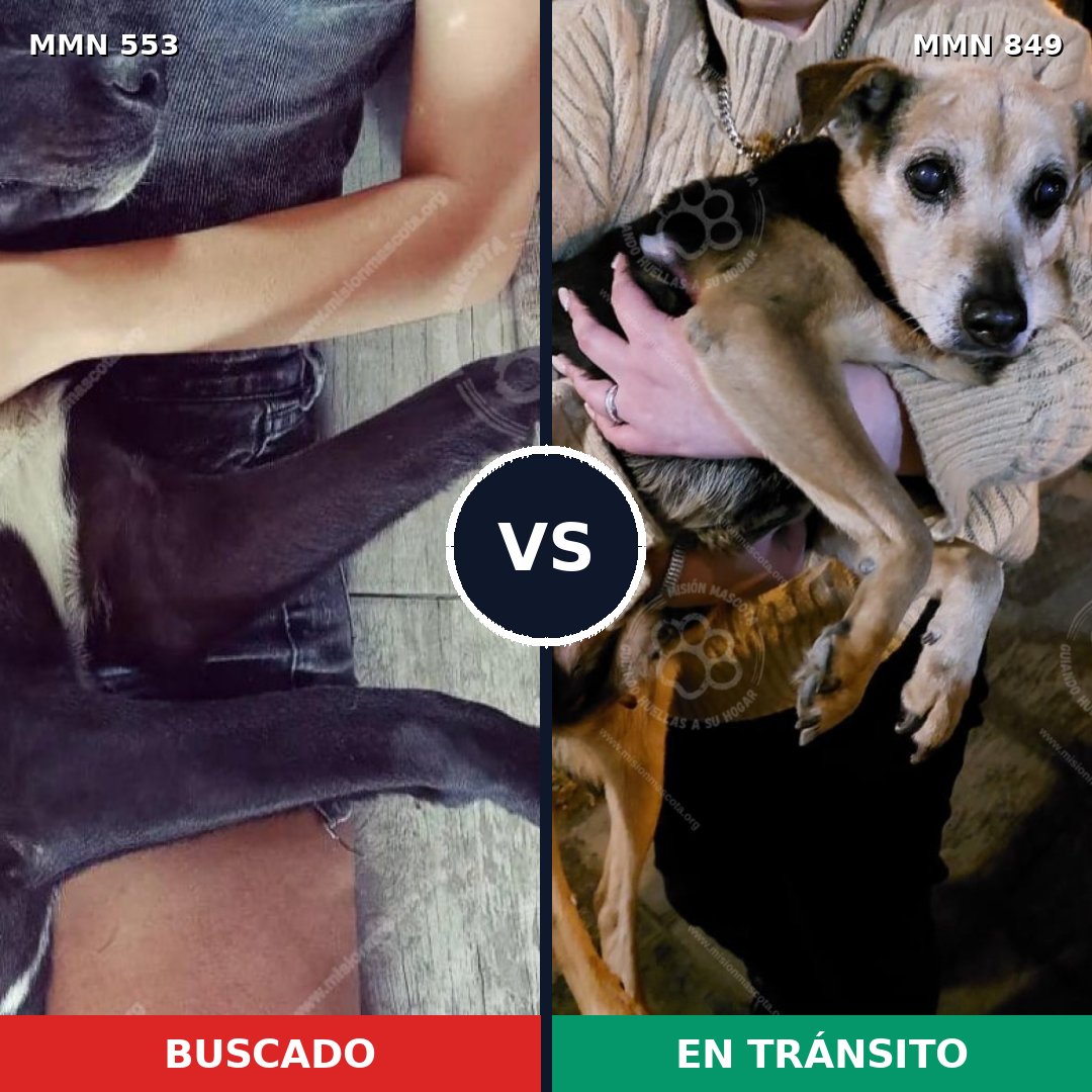 Comparativa MMS 13465: mascota perdida y mascota encontrada, 64% de similitud