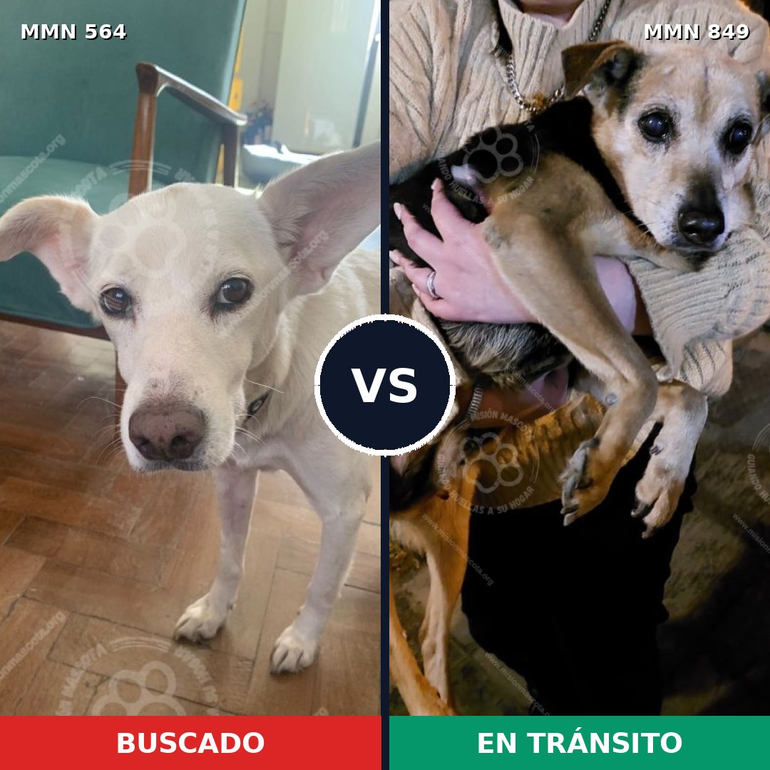 Comparativa MMS 13467: mascota perdida y mascota encontrada, 55% de similitud