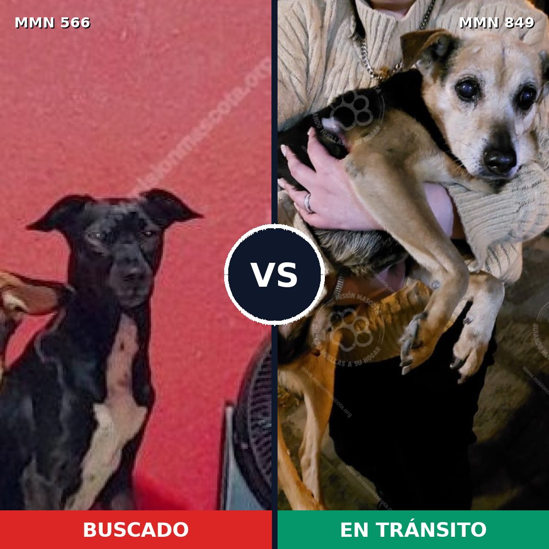 Comparativa MMS 13468: mascota perdida y mascota encontrada, 56% de similitud