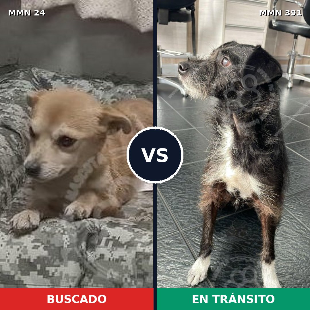 Comparativa MMS 1347: mascota perdida y mascota encontrada, 59% de similitud