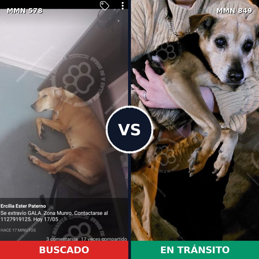Comparativa MMS 13470: mascota perdida y mascota encontrada, 35% de similitud
