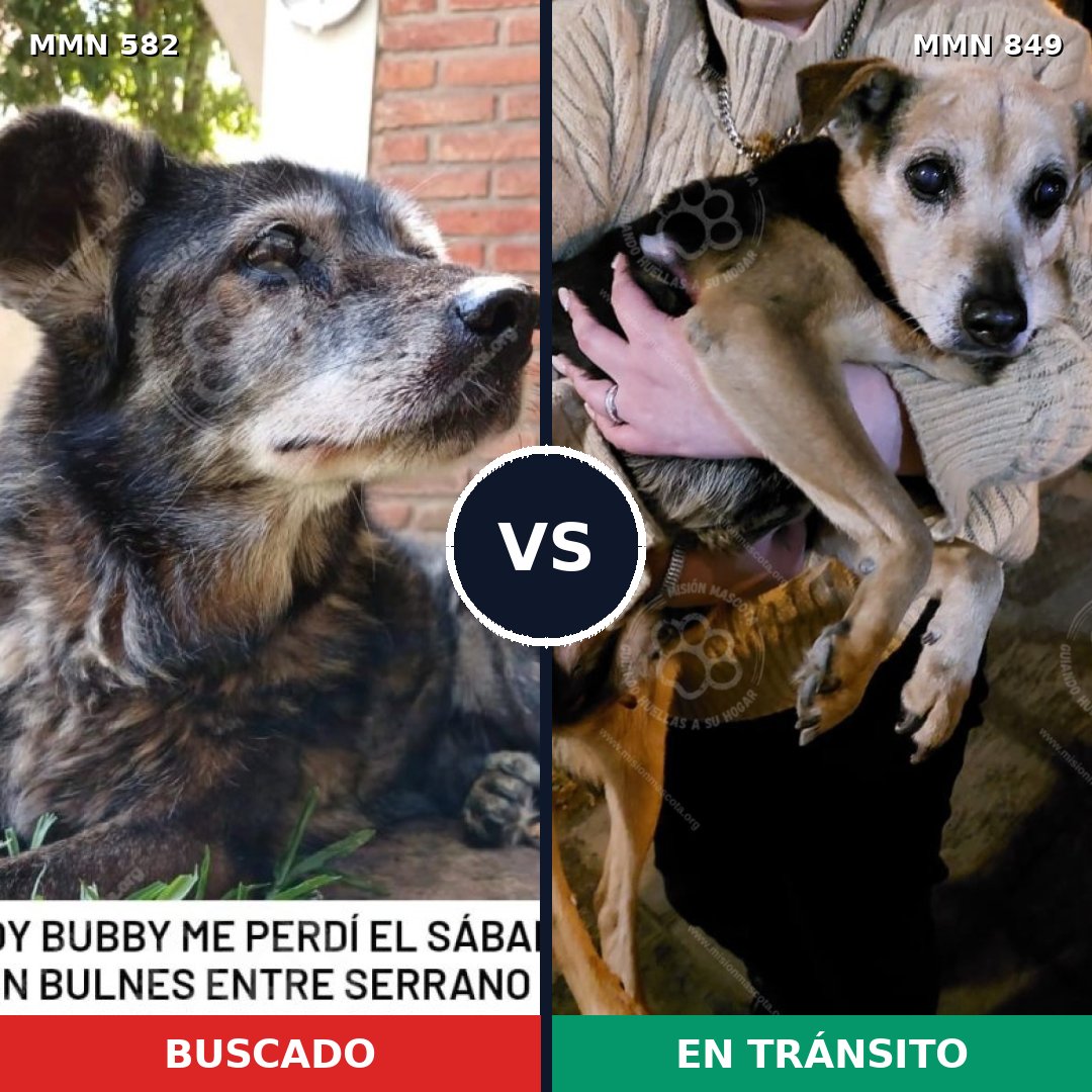 Comparativa MMS 13471: mascota perdida y mascota encontrada, 63% de similitud