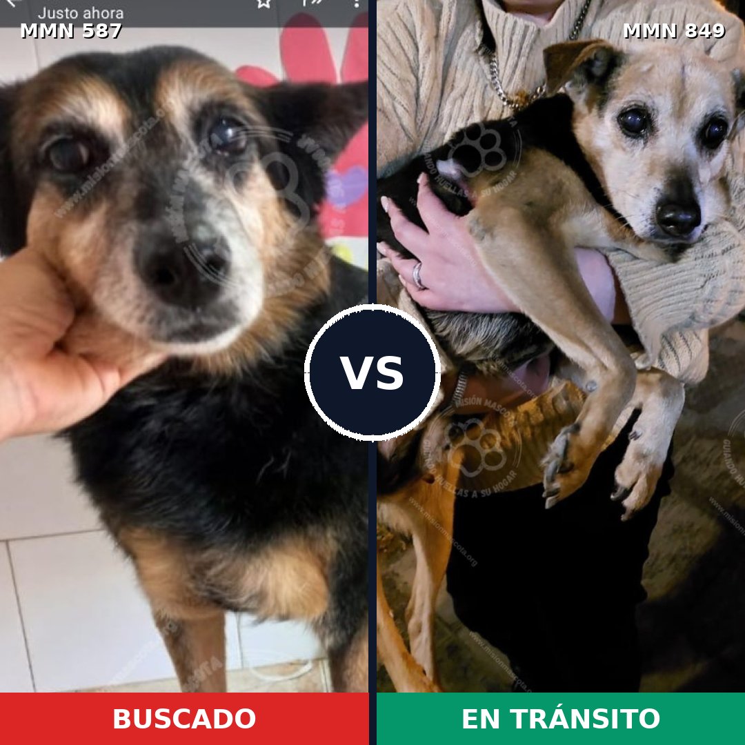 Comparativa MMS 13472: mascota perdida y mascota encontrada, 47% de similitud
