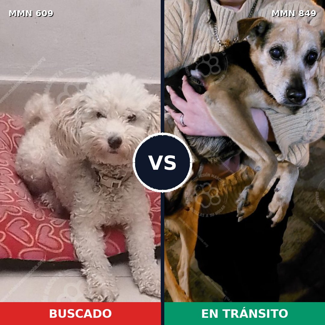 Comparativa MMS 13475: mascota perdida y mascota encontrada, 59% de similitud