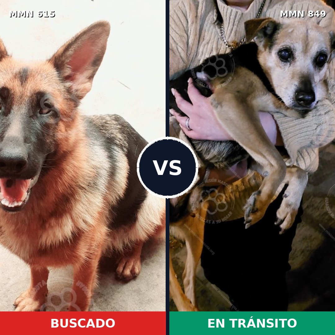 Comparativa MMS 13476: mascota perdida y mascota encontrada, 45% de similitud