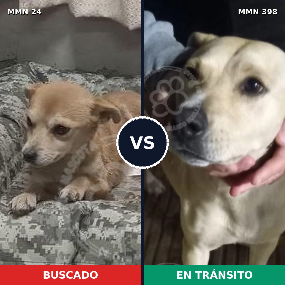 Comparativa MMS 1348: mascota perdida y mascota encontrada, 68% de similitud