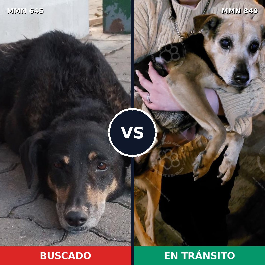 Comparativa MMS 13480: mascota perdida y mascota encontrada, 37% de similitud