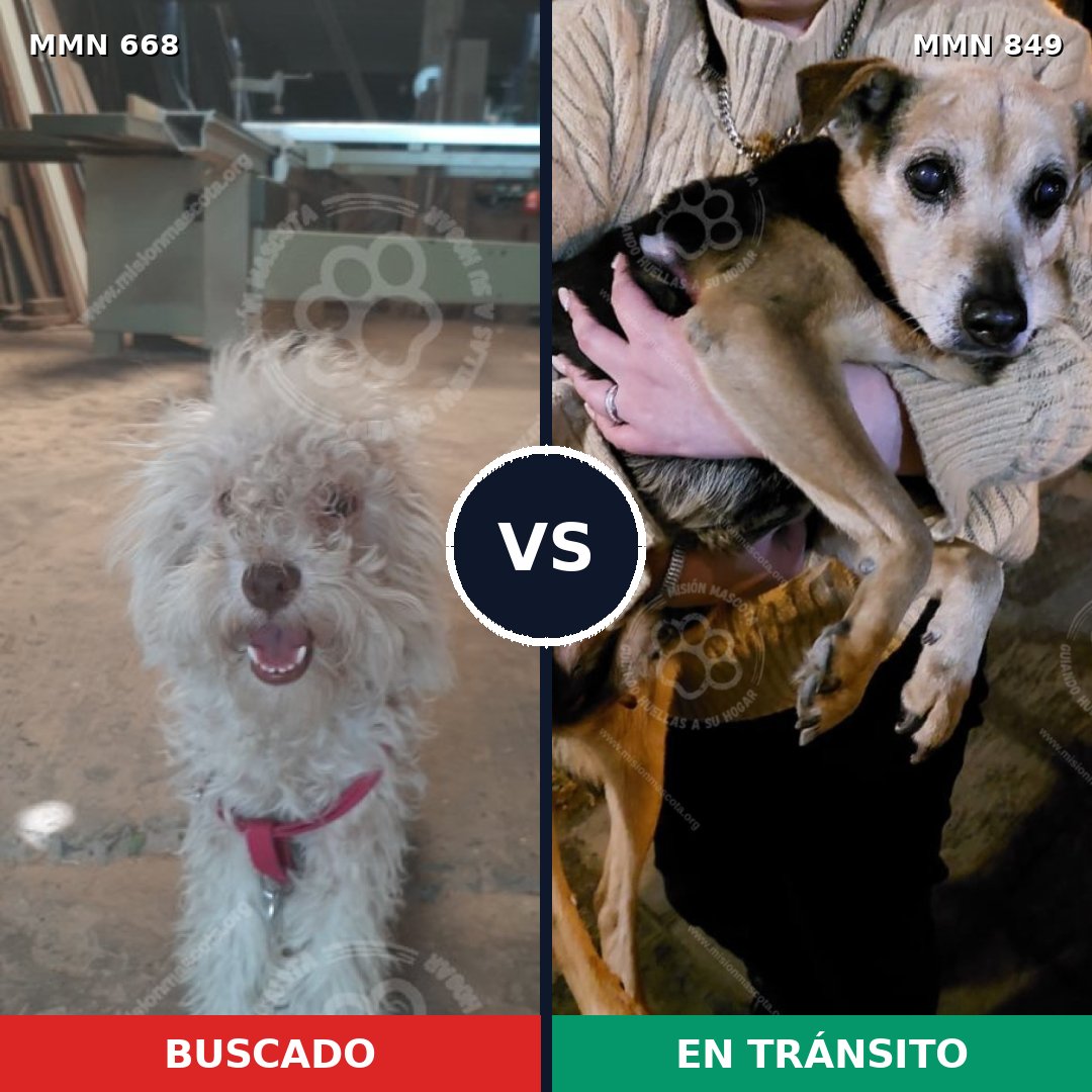 Comparativa MMS 13481: mascota perdida y mascota encontrada, 53% de similitud
