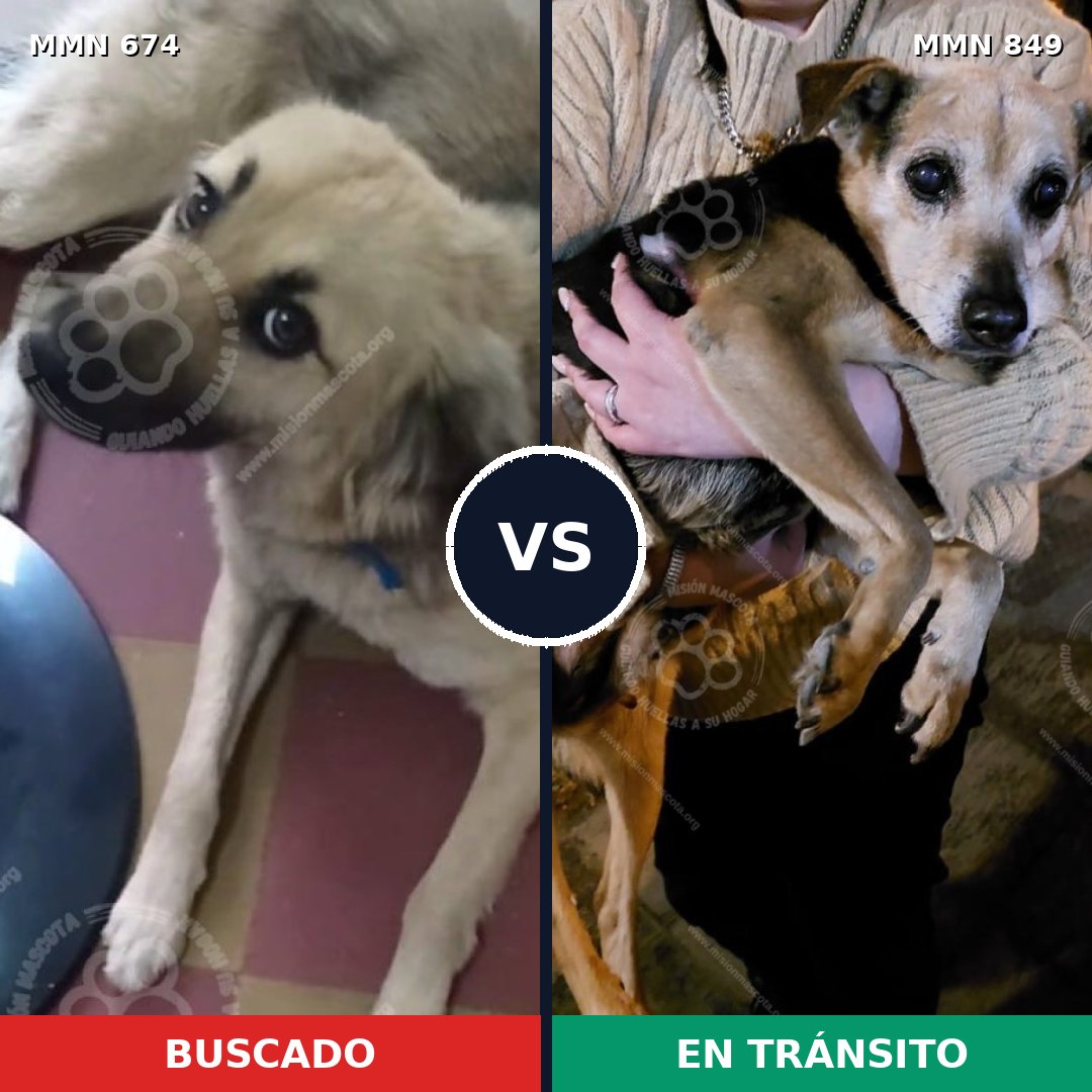 Comparativa MMS 13482: mascota perdida y mascota encontrada, 49% de similitud