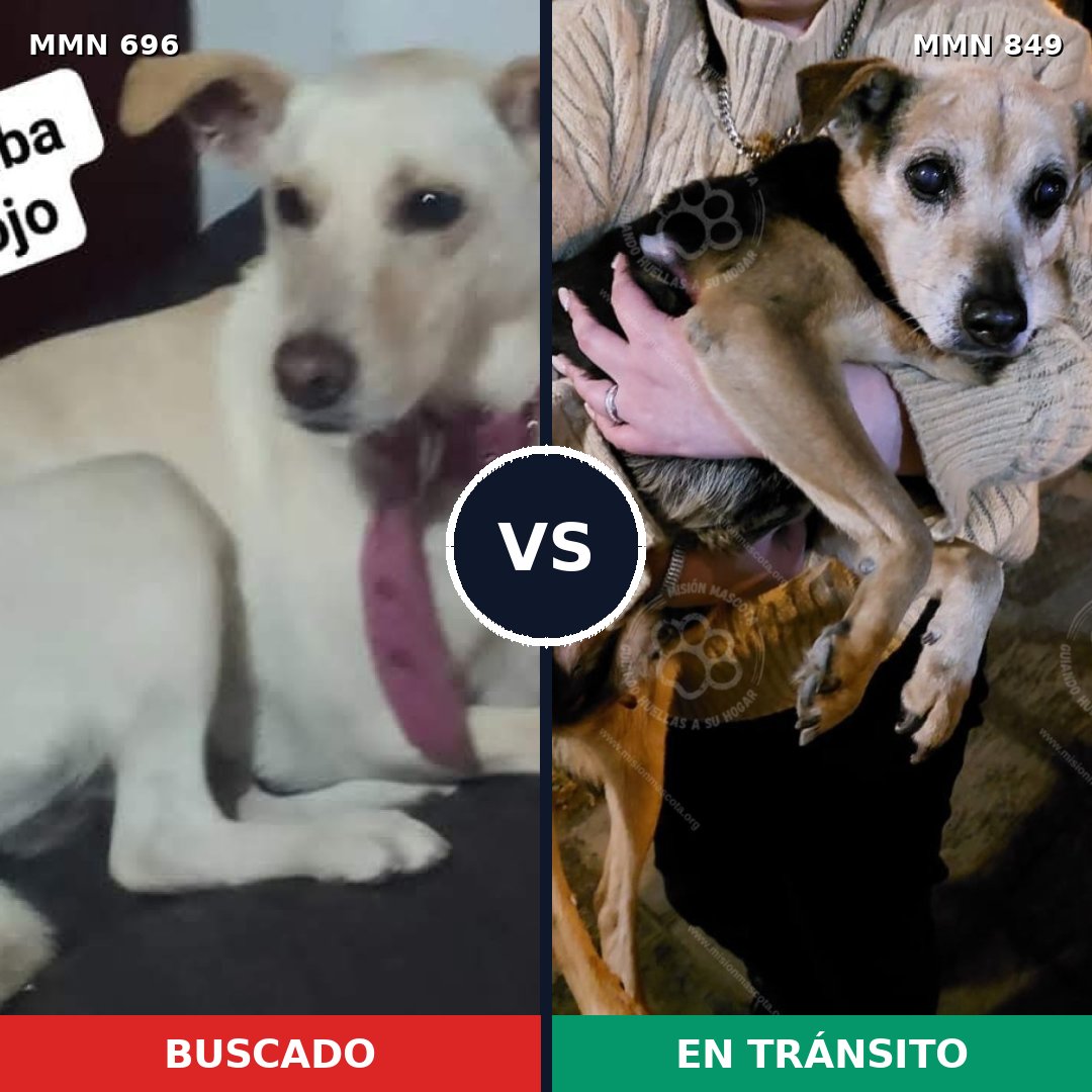 Comparativa MMS 13483: mascota perdida y mascota encontrada, 57% de similitud