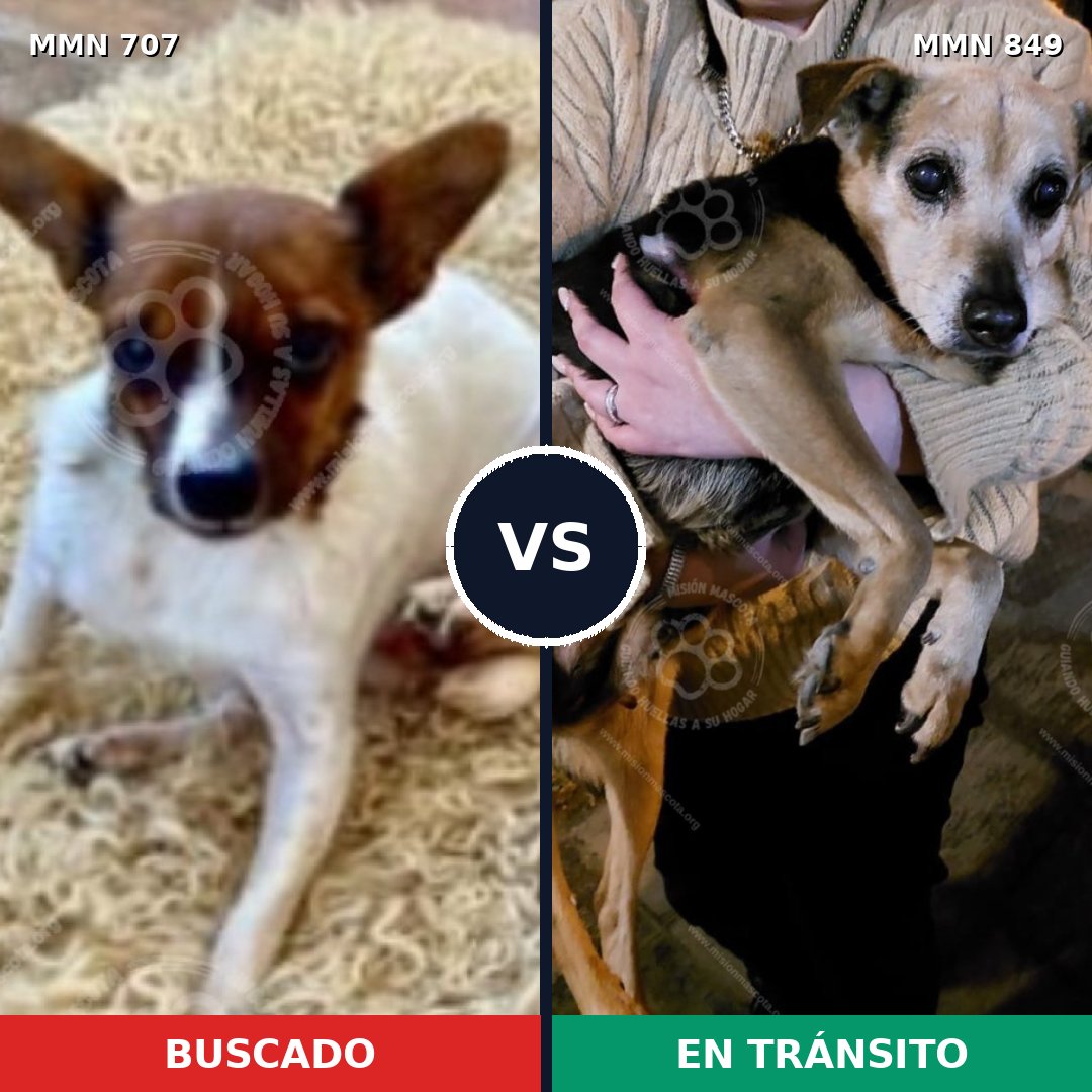 Comparativa MMS 13484: mascota perdida y mascota encontrada, 33% de similitud