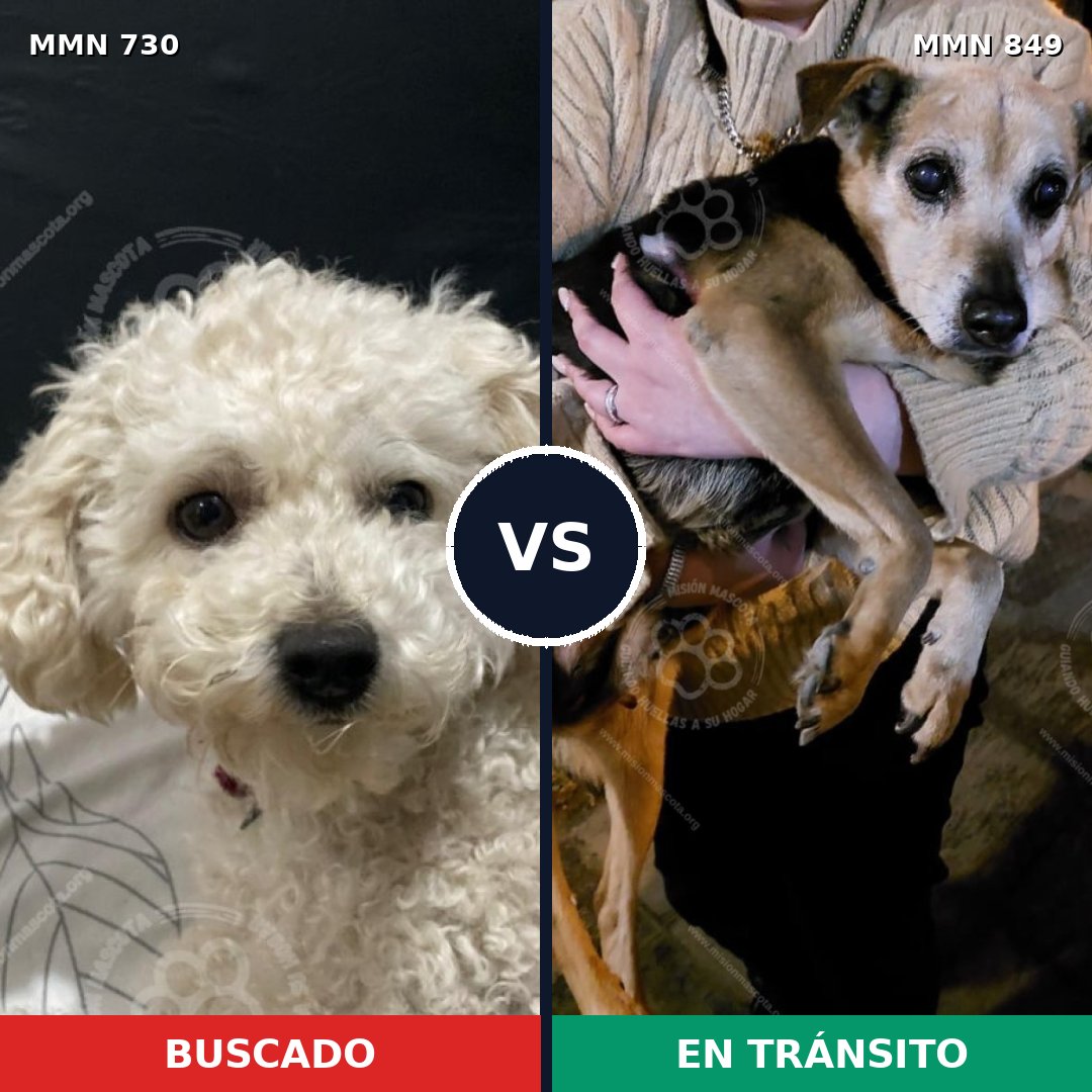 Comparativa MMS 13485: mascota perdida y mascota encontrada, 23% de similitud
