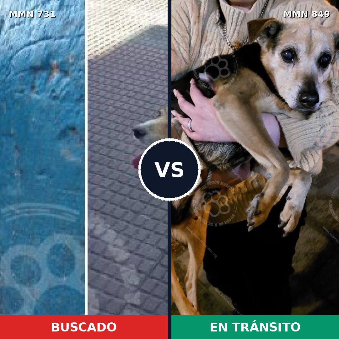 Comparativa MMS 13486: mascota perdida y mascota encontrada, 54% de similitud