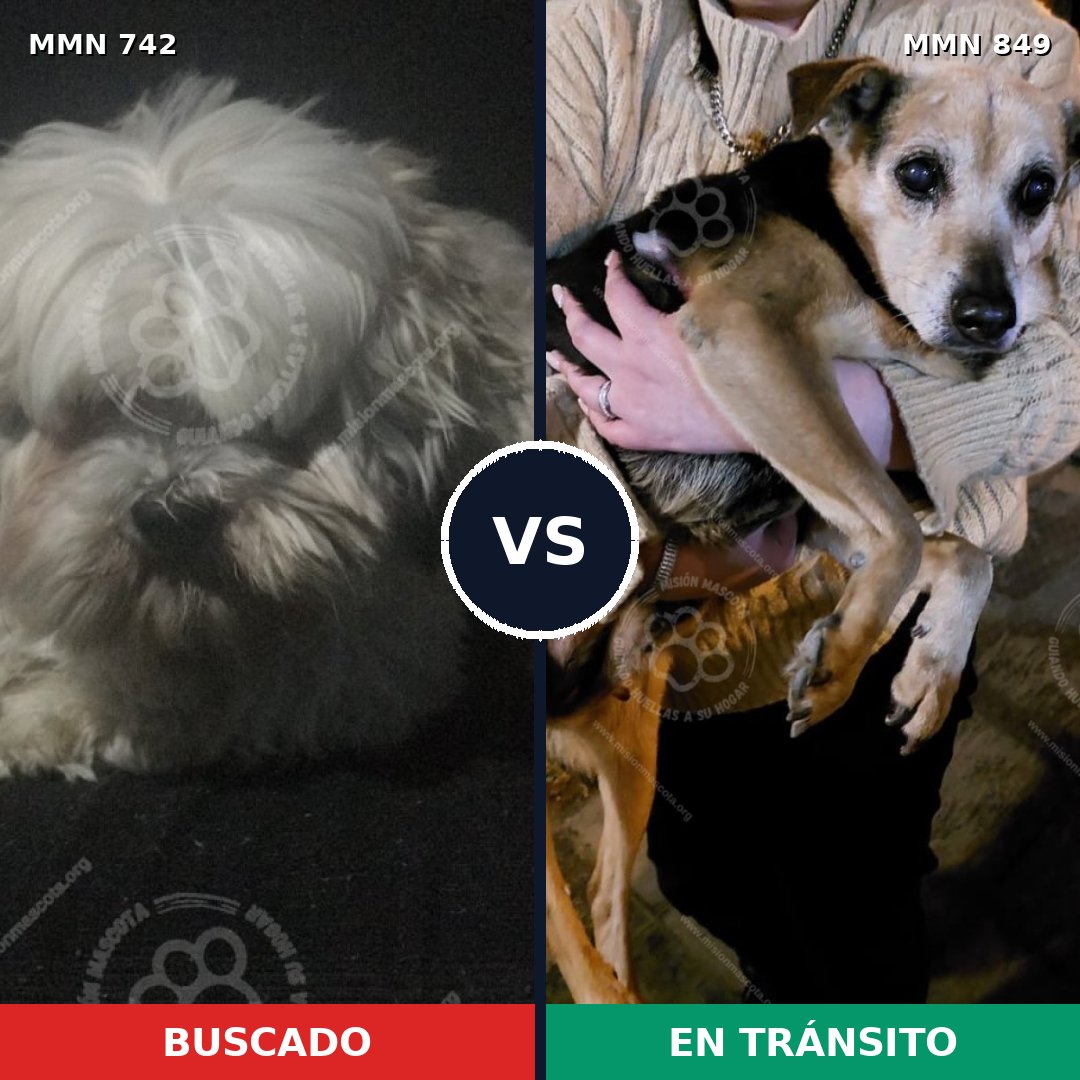 Comparativa MMS 13487: mascota perdida y mascota encontrada, 42% de similitud