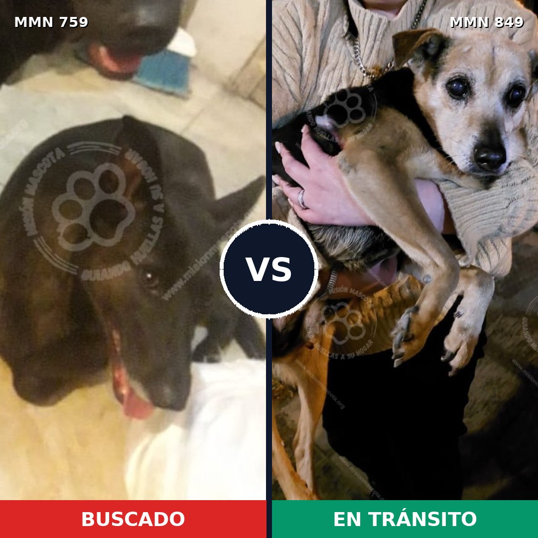 Comparativa MMS 13488: mascota perdida y mascota encontrada, 63% de similitud