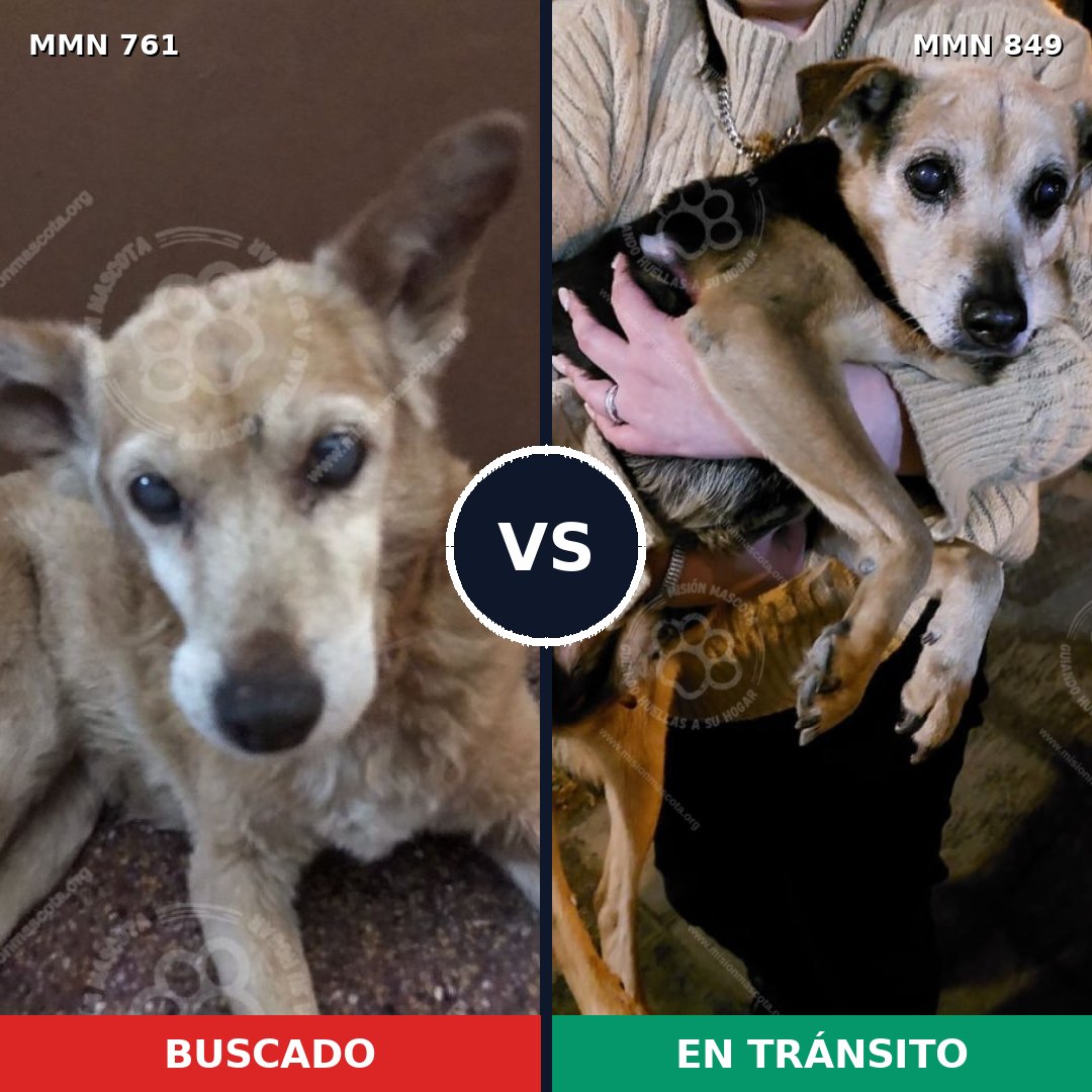 Comparativa MMS 13489: mascota perdida y mascota encontrada, 46% de similitud