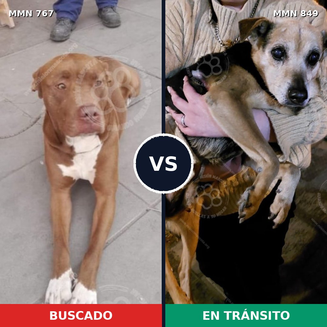 Comparativa MMS 13490: mascota perdida y mascota encontrada, 59% de similitud