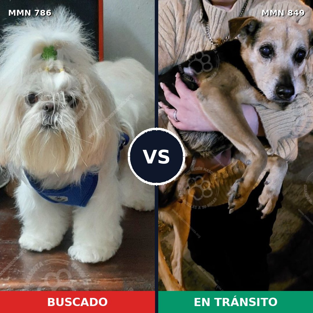 Comparativa MMS 13494: mascota perdida y mascota encontrada, 32% de similitud