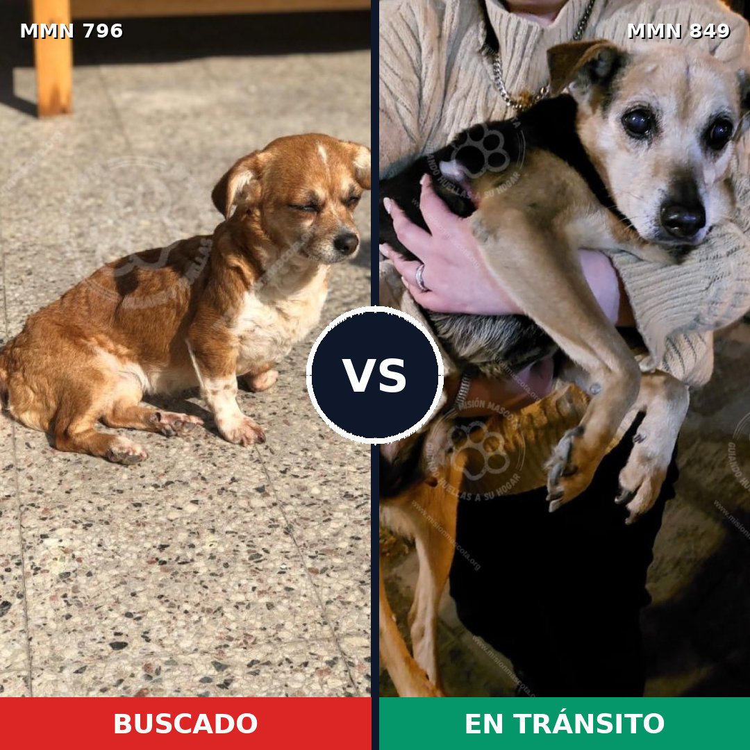 Comparativa MMS 13495: mascota perdida y mascota encontrada, 51% de similitud