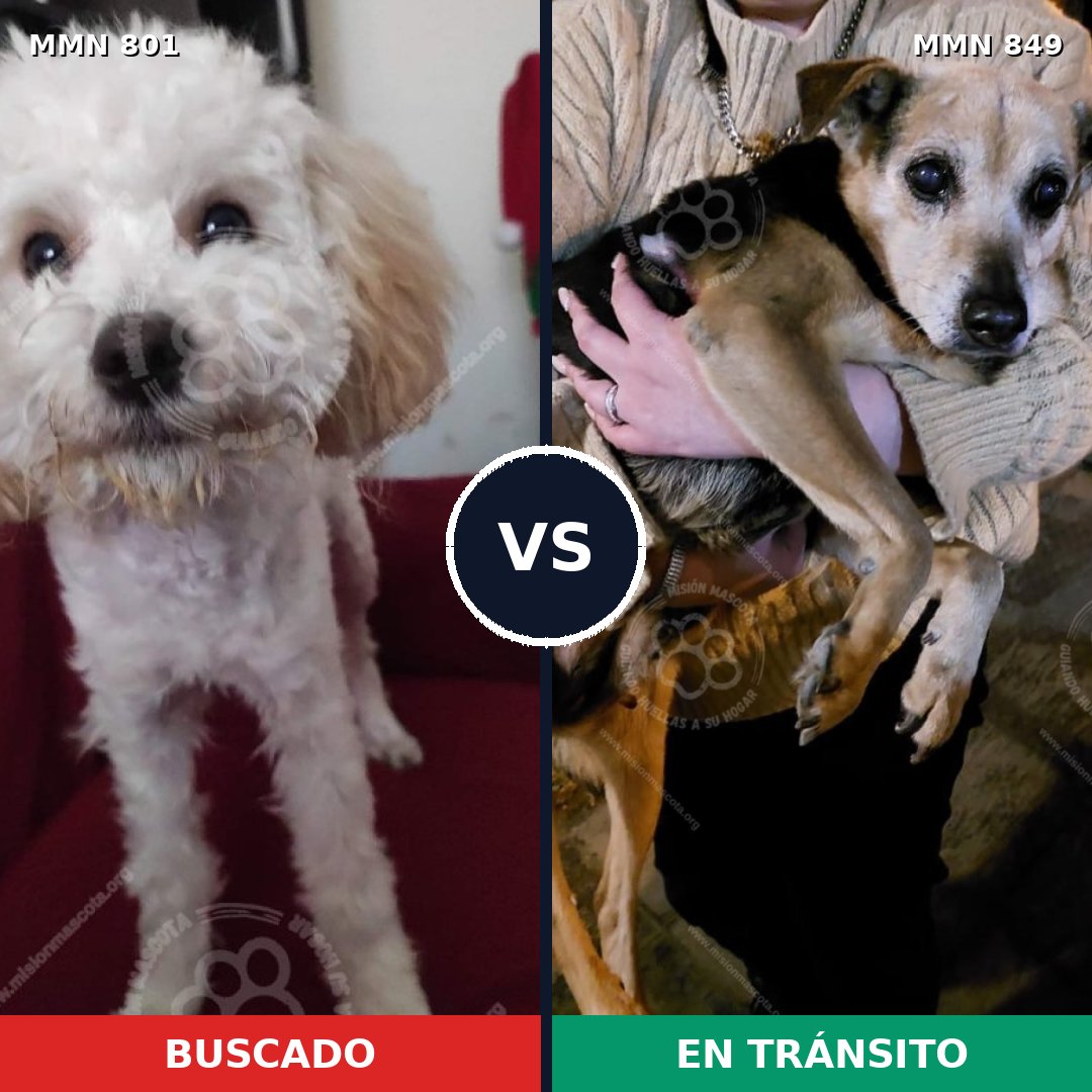 Comparativa MMS 13496: mascota perdida y mascota encontrada, 45% de similitud