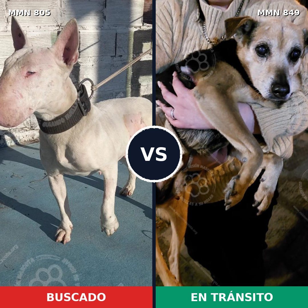 Comparativa MMS 13497: mascota perdida y mascota encontrada, 54% de similitud