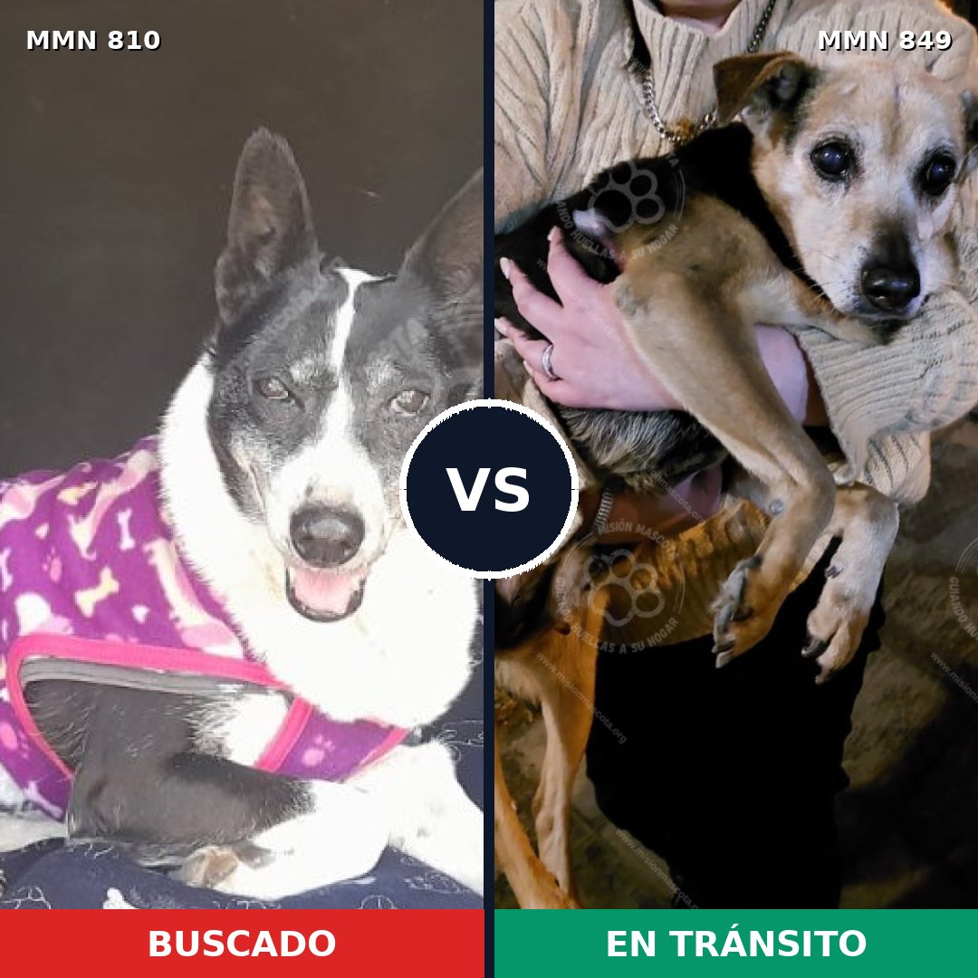 Comparativa MMS 13498: mascota perdida y mascota encontrada, 57% de similitud