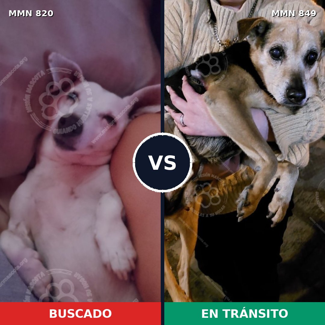 Comparativa MMS 13499: mascota perdida y mascota encontrada, 44% de similitud