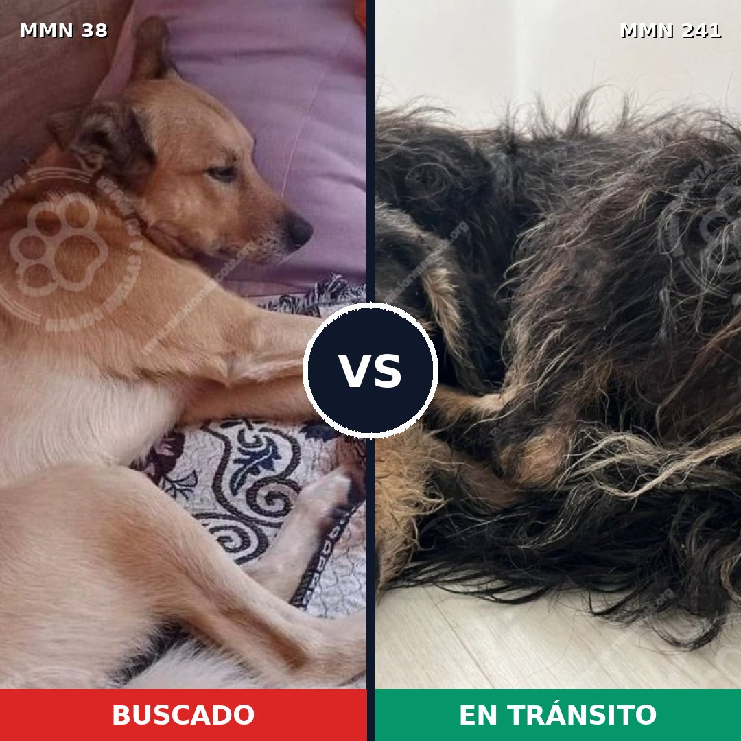 Comparativa MMS 135: mascota perdida y mascota encontrada, 58% de similitud