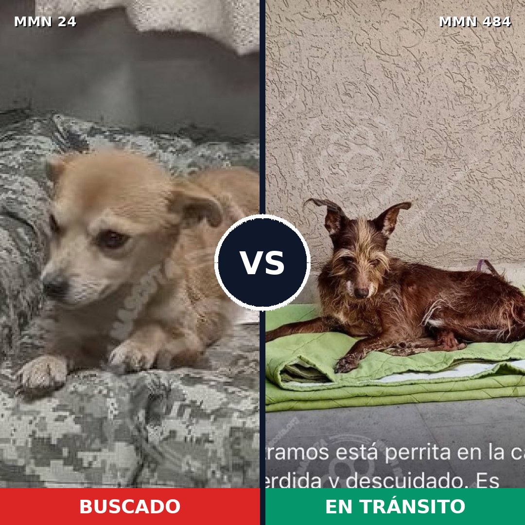 Comparativa MMS 1350: mascota perdida y mascota encontrada, 52% de similitud