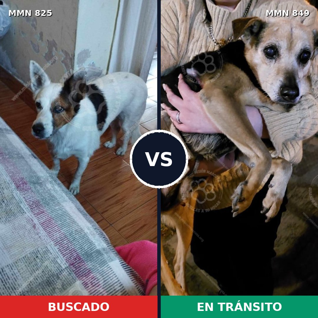 Comparativa MMS 13501: mascota perdida y mascota encontrada, 57% de similitud