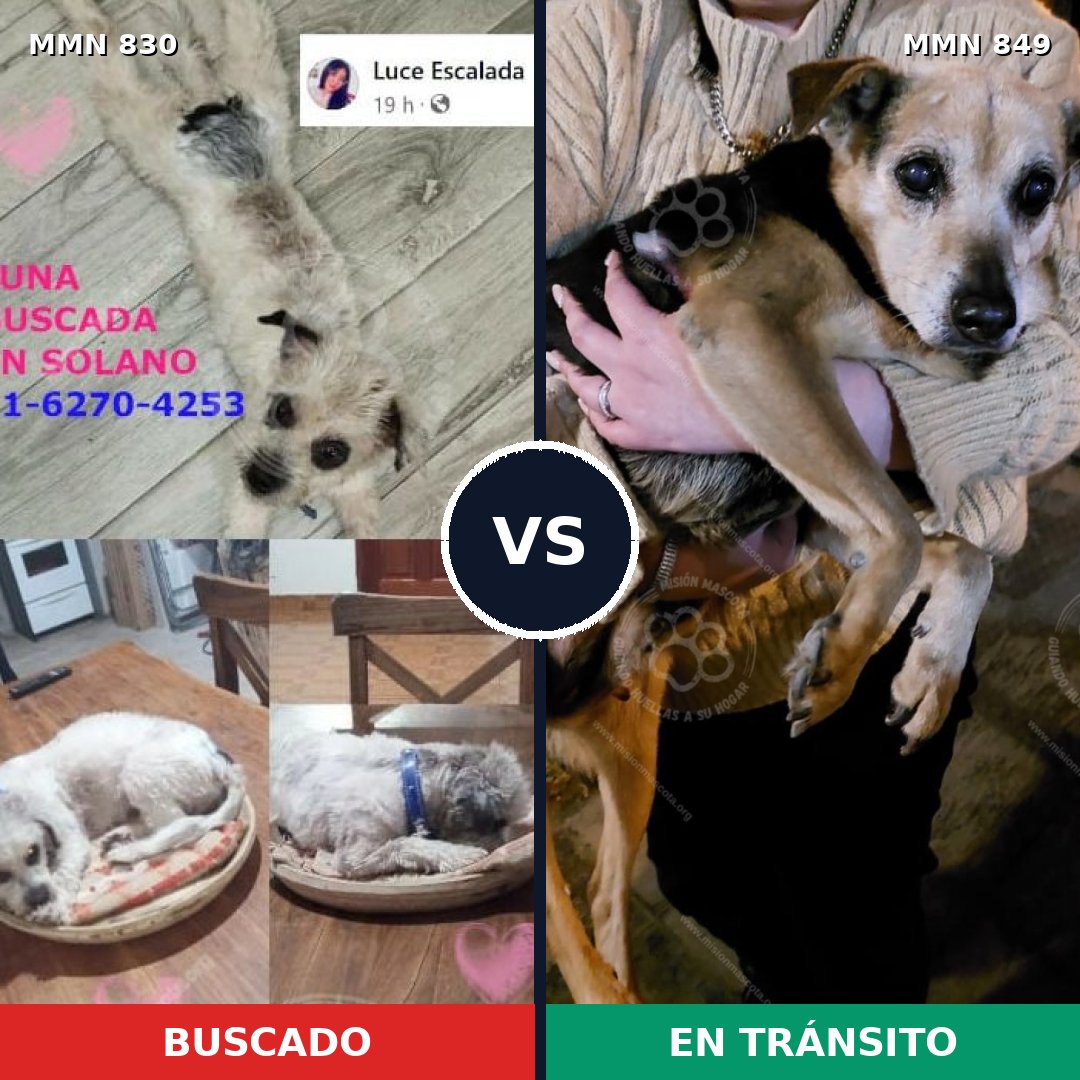 Comparativa MMS 13502: mascota perdida y mascota encontrada, 37% de similitud