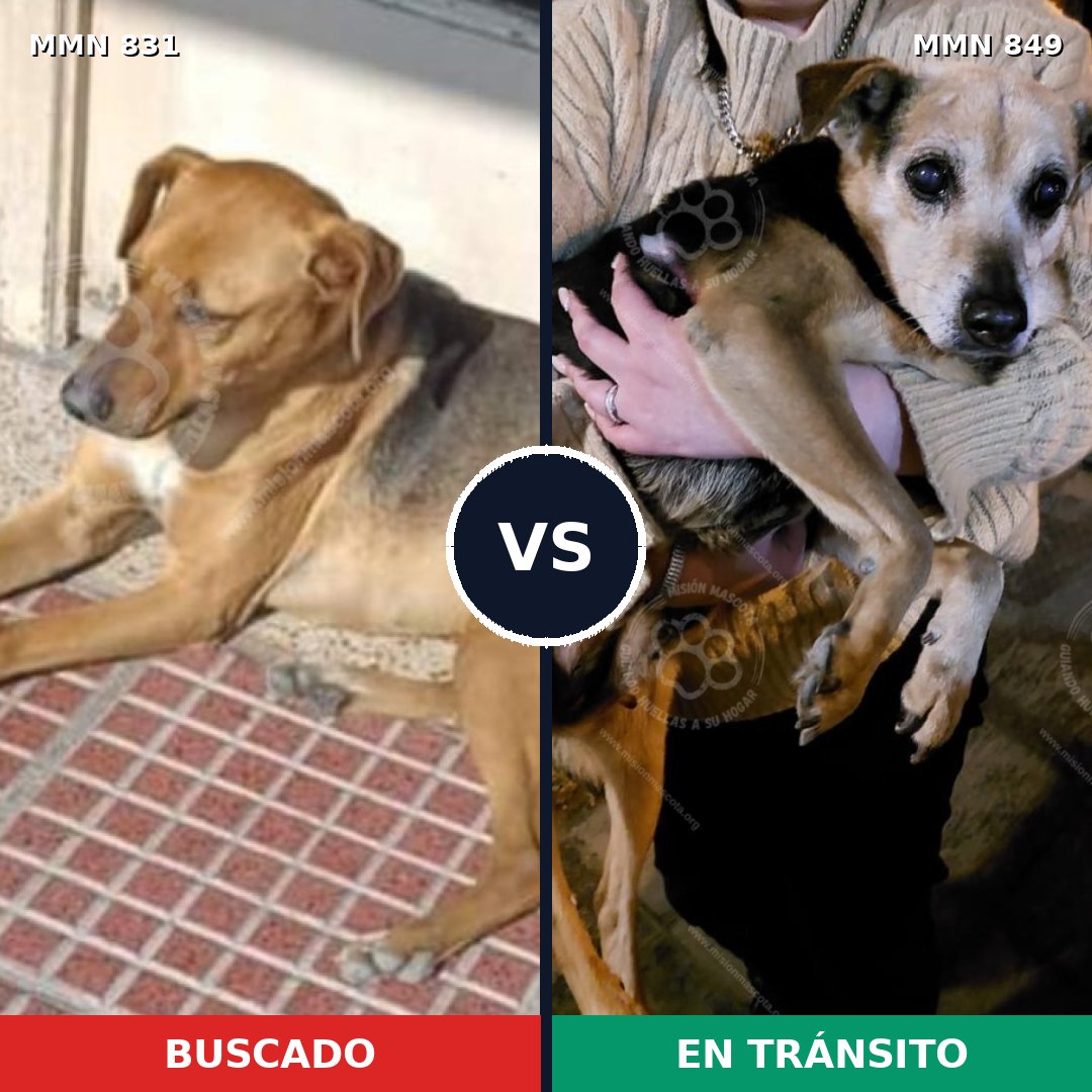 Comparativa MMS 13503: mascota perdida y mascota encontrada, 60% de similitud
