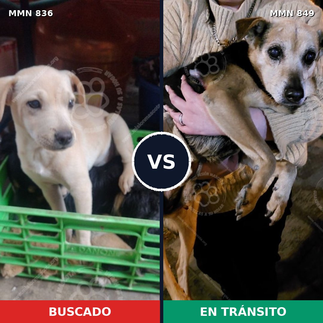 Comparativa MMS 13505: mascota perdida y mascota encontrada, 77% de similitud