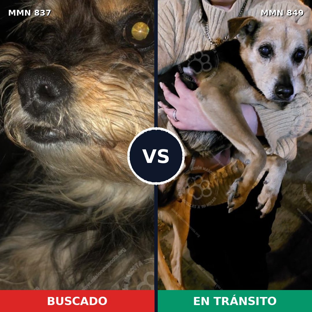 Comparativa MMS 13506: mascota perdida y mascota encontrada, 58% de similitud