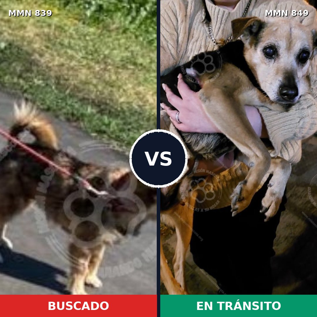 Comparativa MMS 13507: mascota perdida y mascota encontrada, 44% de similitud