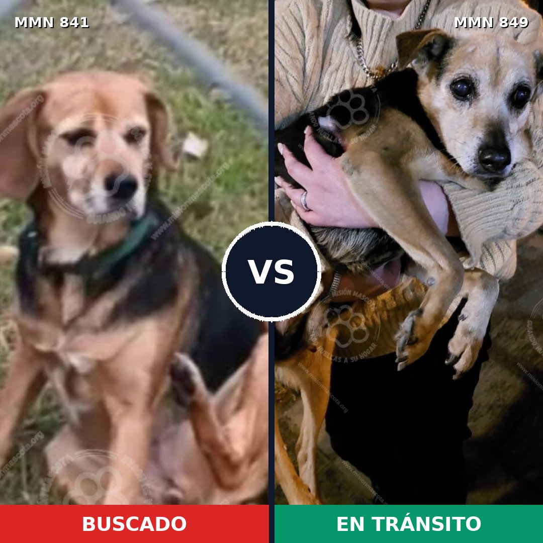 Comparativa MMS 13508: mascota perdida y mascota encontrada, 57% de similitud